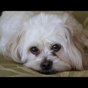 Meet your Posher, Ann